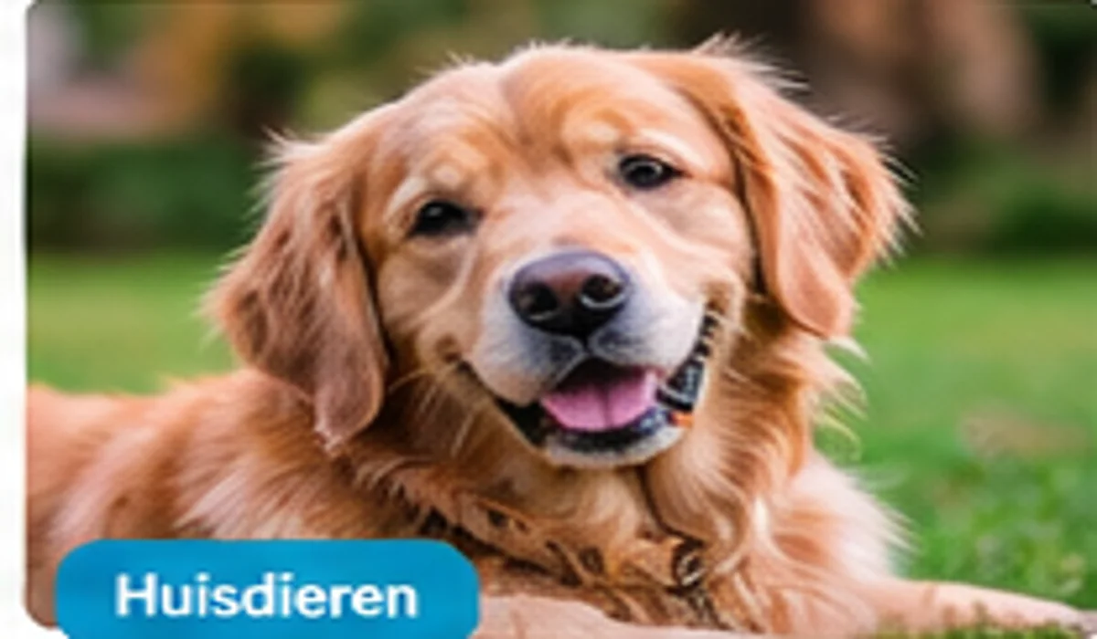 Eerste hond in huis: 16 dingen om vooraf te regelen voor een goede start